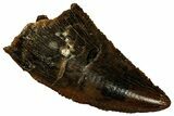 Serrated Raptor Tooth - Real Dinosaur Tooth #298266-1